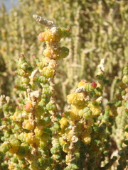 Halocnemum strobilaceum