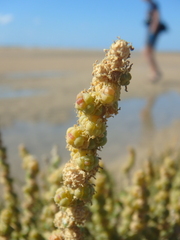 Halocnemum strobilaceum