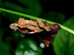 Canephora hirsuta