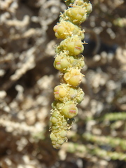 Halocnemum strobilaceum