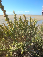 Halocnemum strobilaceum