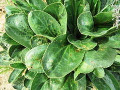 Lichtensteinia trifida