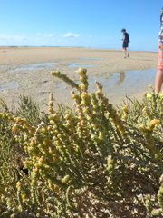 Halocnemum strobilaceum