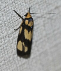 Xylorycta heliomacula