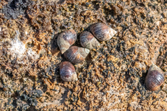 Melarhaphe neritoides