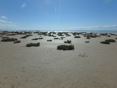 Halocnemum strobilaceum