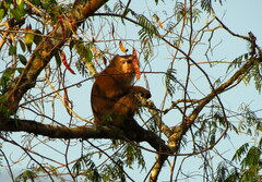 Macaca leonina