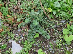 Linaria purpurea