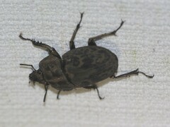 Ryssonotus nebulosus