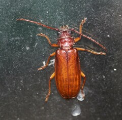 Cacodacnus planicollis