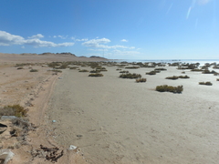 Halocnemum strobilaceum