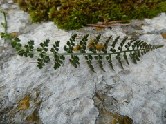 Asplenium fontanum