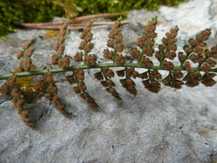 Asplenium fontanum