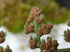 Asplenium fontanum