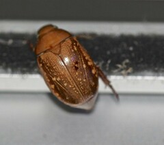 Anoplognathus concolor