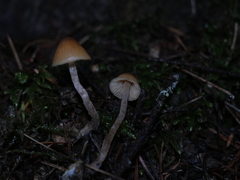 Galerina badipes