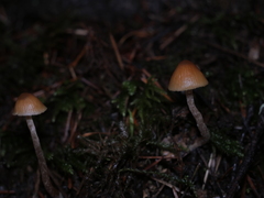 Galerina badipes