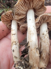 Pholiota velaglutinosa