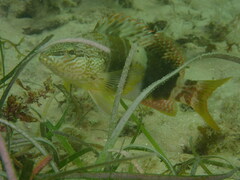 Serranus papilionaceus