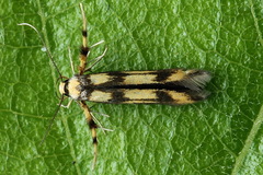 Stathmopoda pedella