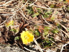 Potentilla verna