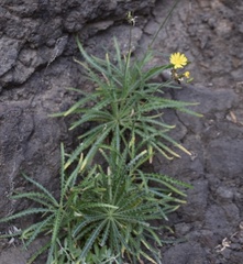 Launaea picridioides