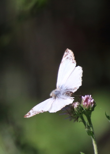 Turk's-cap White-Skipper photo 4