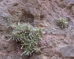 Launaea picridioides