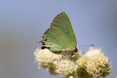 Cyanophrys herodotus