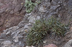 Launaea picridioides