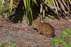 Sylvilagus palustris paludicola