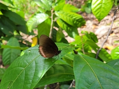 Biblis hyperia