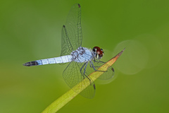 Brachydiplax denticauda