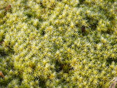Racomitrium canescens