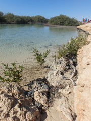 Avicennia marina