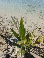 Avicennia marina