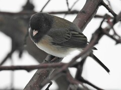 Junco hyemalis montanus