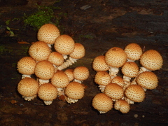 Pholiota