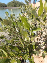 Avicennia marina