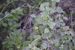 Malvastrum americanum