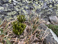 Huperzia appressa