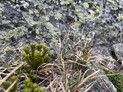 Huperzia appressa