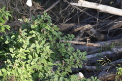 Malvastrum americanum