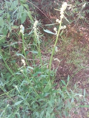 Baccharis phyteumoides