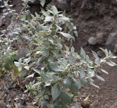 Forsskaolea procridifolia
