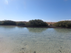 Avicennia marina