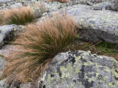 Oreojuncus trifidus