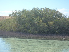 Avicennia marina