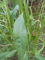 Baccharis phyteumoides