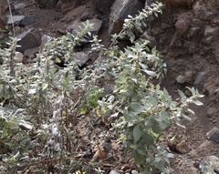 Forsskaolea procridifolia